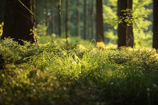 forest-floor-4700814__340